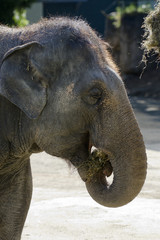 Wildlife and Animals - Elephant
