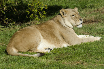 Wildlife and Animals - Lions