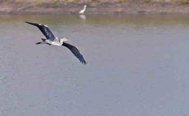 Grey Heron Bird, Ardea cinerea, in Flight, gliding over water