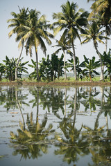 Obraz premium backwaters in alleppey, kerala