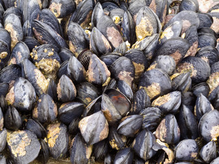 Exposed mussels on a rock at low tide