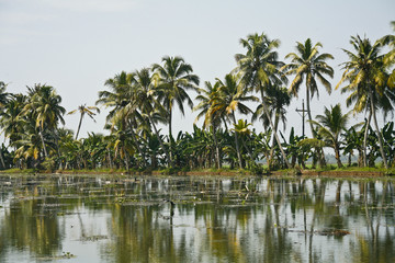 Fototapeta na wymiar backwaters in alleppey, kerala
