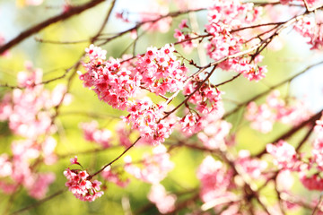 Fototapeta na wymiar Sakura tree branch