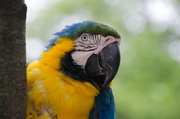 ルリコンゴウインコ