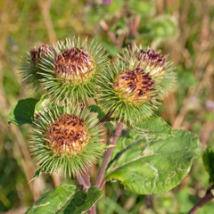 Kletten - Arctium