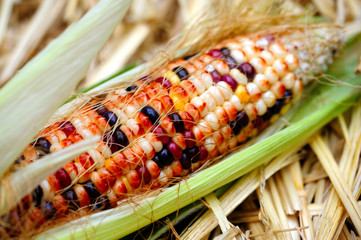 Fresh Decorative Indian Corn