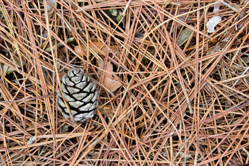 Pine Cone