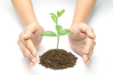 Hands and plant isolated on white