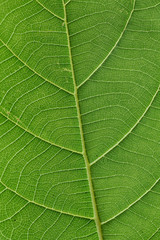Fototapeta na wymiar Zielony liść żyły