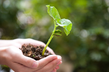 plant in the hand