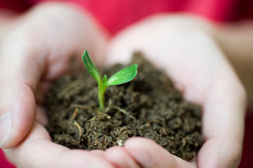 plant in the hand