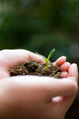 Fototapeta premium plant in the hand