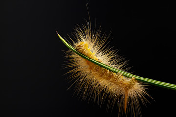 Caterpillar against black background