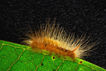 Caterpillar against black background