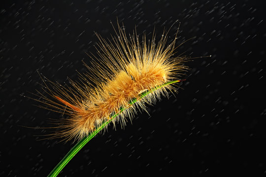 Caterpillar against black background