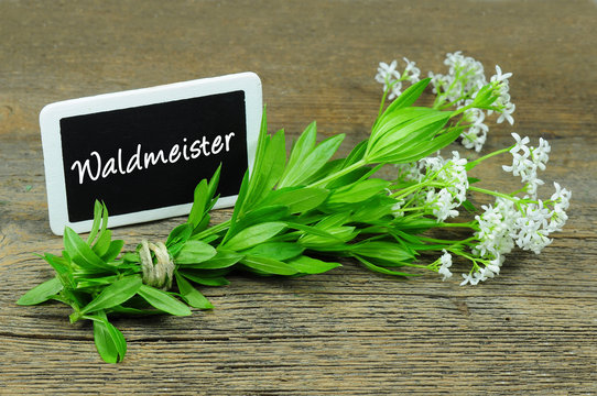 Waldmeister