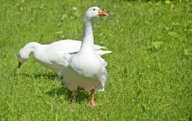 white domestic geese