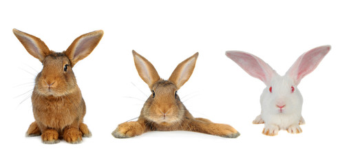 Brown Rabbit