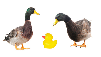 duck