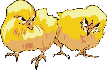 Two yellow chicks