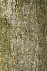 beech bark
