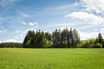 Forest and blue sky