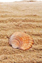 seashell on the sand