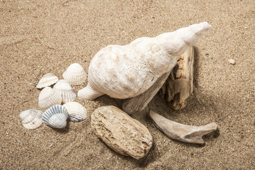 Fototapeta na wymiar Conch shell