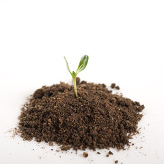 seedling green plant