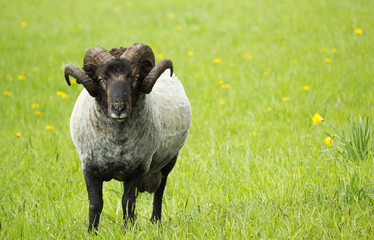 Black Ram in meadow