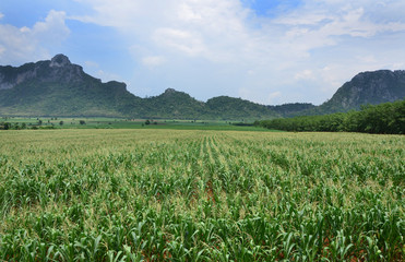 Fototapeta premium A field of corn as a crop in Thailand