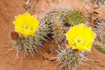 Prickly pear cactus (Opuntia polyacantha)