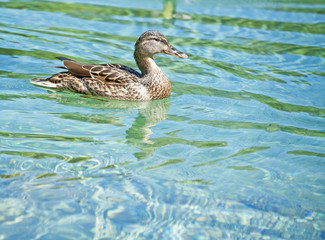 wild duck female