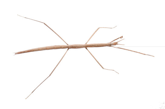 Walking Stick Bug