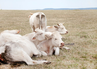 Obraz premium white cows on the meadow