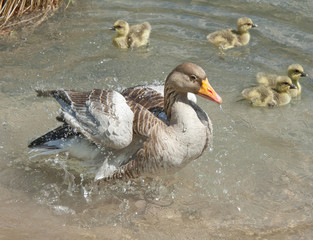 wild goose with goslings