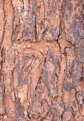 Abstract Wood texture and  background