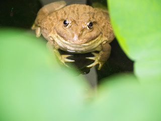 Frog in swamp