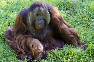 Wildlife and Animals - Orangutan