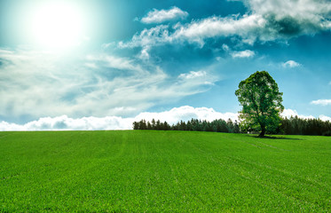 Spring landscape with tree and blue sky