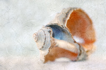 Vintage grunge postcard with sea snail