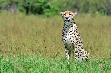 Cheetah