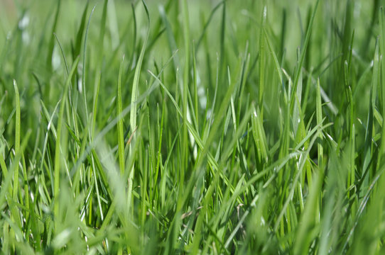 Green grass