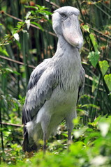 Shoebill Stork