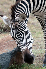 Naklejka premium Zebra