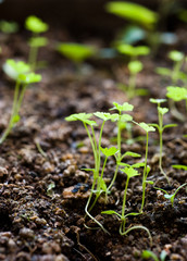 green seedling