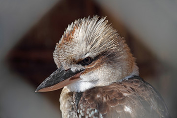 Kookaburra