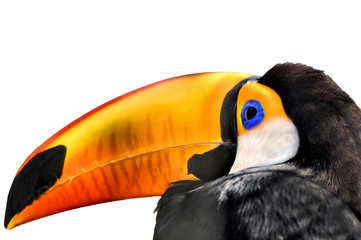 Птица Тукан изолированный на белом фоне