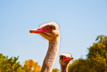 The Head of ostrich