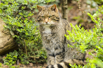 Scottish Wildcat